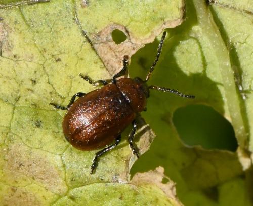 Emarhopa rufa
